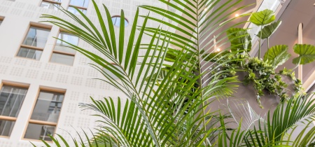 plant