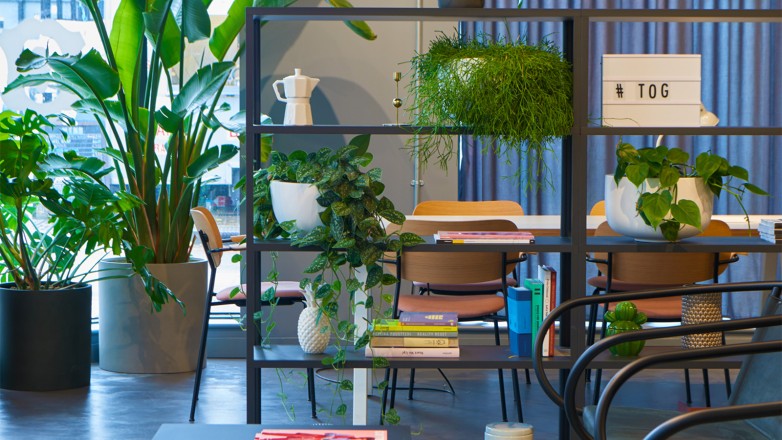 Bookshelf and plants 