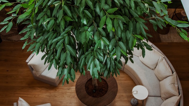 Indoor meeting space with plants