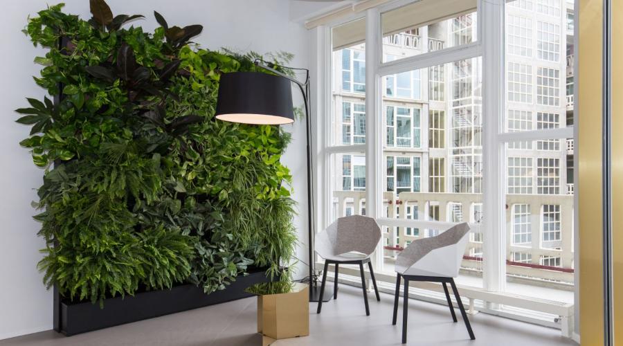 Office plants. Trends and benefits of plants in the office